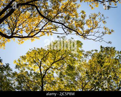 Grün und gelb belaubte und üppige Baumkronen im Frühling oder Sommer, Lancaster County, Pennsylvania Stockfoto