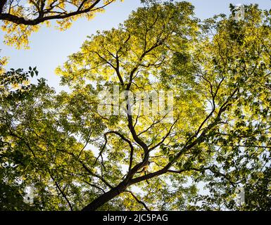 Grün und gelb belaubte und üppige Baumkronen im Frühling oder Sommer, Lancaster County, Pennsylvania Stockfoto