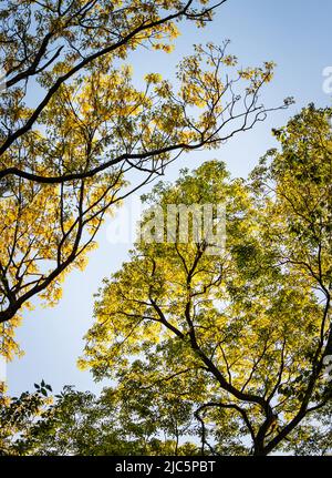 Grün und gelb belaubte und üppige Baumkronen im Frühling oder Sommer, Lancaster County, Pennsylvania Stockfoto