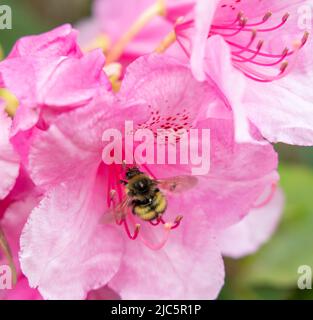 Eine Hummel auf rosa Blüten in den Finnerty Gardens der University of Victoria in British Columbia, Kanada. Stockfoto