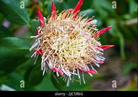 Protea cynaroides Flower auch als König protea, riesige protea, Honigtopf oder König Zucker Busch Pflanze im Garten Stockfoto