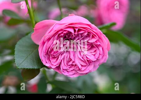 Rosafarbene Hybridrosenblume blüht im Garten Stockfoto