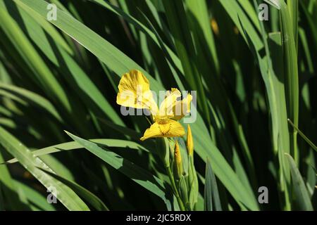 Gelbe Iris blühen auf dem See Stockfoto
