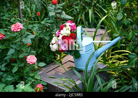 Schöne rosa Rosenblüten im Garten Stockfoto
