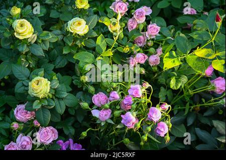 Schöne rosa Rosenblüten im Garten Stockfoto