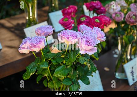 Schöne rosa Rosenblüten im Garten Stockfoto