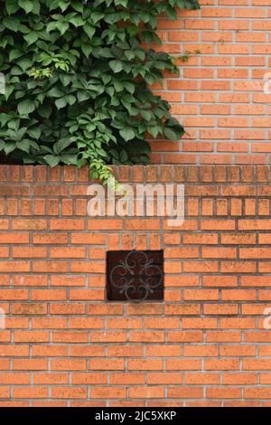 Braune Ziegelmauer und grünes Blatt in der Yeonhui-dong Straße in Seoul, Korea Stockfoto