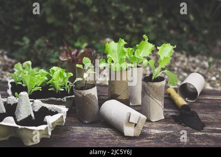 Setzlinge in biologisch abbaubaren Töpfen aus Toilettenpapierrollen-Innenrohren und wiederverwendeten Eierkartons, umweltfreundliches Wohnen und plastikfrei Stockfoto