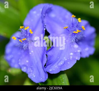 Nahaufnahme der Blüten der blauen/violetten Spinnenwürze (Tradescantia), die nach einem Regenschauer mit gelben Staubgefäßen in der Mitte aufgenommen wurden. Stockfoto