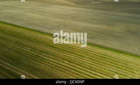 Landwirtschaftliche Felder mit neuen Triebe. Neue Sprossen von landwirtschaftlichen Nutzpflanzen erscheinen auf dem Feld. Luftaufnahmen. Stockfoto