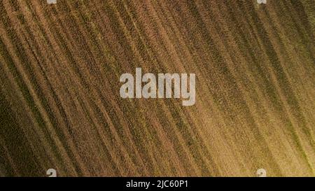 Landwirtschaftliche Felder mit neuen Triebe. Neue Sprossen von landwirtschaftlichen Nutzpflanzen erscheinen auf dem Feld. Luftaufnahmen. Stockfoto