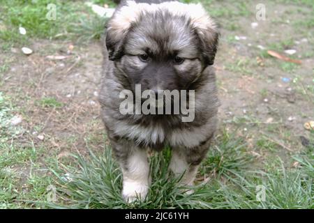 Welpe eines europäischen Schäferhundes gemischter Rassen Stockfoto