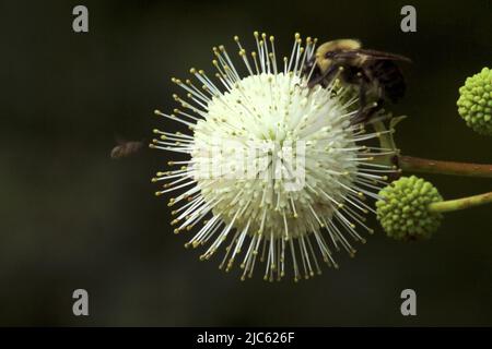 Nahaufnahme der Buttonbuschblüte mit Bestäubern in der Umgebung Stockfoto