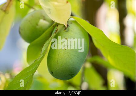 Schöne saftige reife Asimina-Frucht, die auf einer Pfandpfote wächst. Stockfoto