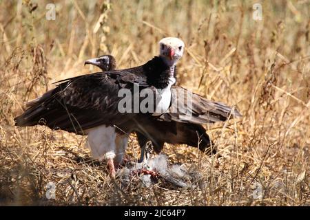 Wollkopfgeier und Kappengeier / Weißkopfgeier und Kapuzengeier / Trigonoceps occipitalis et Necrosyrtes monachus Stockfoto