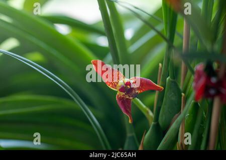 Kleine rote Cattleya-Orchidee. Schöne Blume aus der Nähe. Orhids in Blüte. Stockfoto