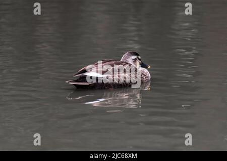 Die östliche Fleckschnabelente oder die chinesische Fleckschnabelente (Anas zonorhyncha) schwimmen an einem bewölkten Tag im See. Stockfoto