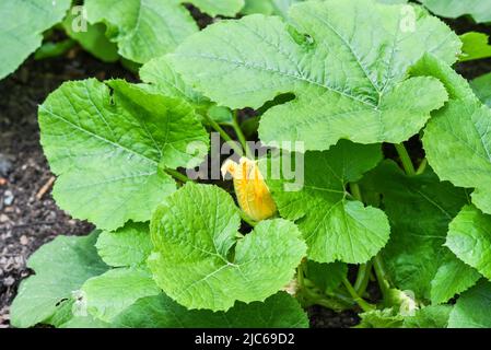 Ein Gurkensämling, der im Garten wächst. Stockfoto