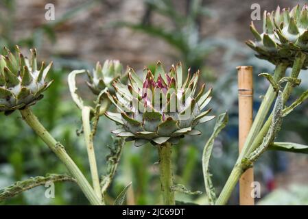 Eine Artischockenpflanze, die im Garten wächst. Stockfoto