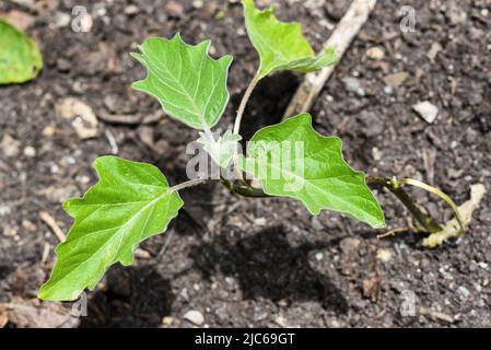 Ein Tomatensämling, der im Garten wächst. Stockfoto