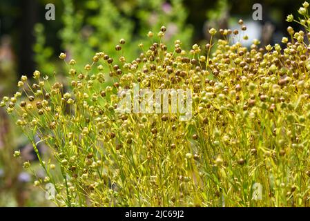 Usitatissimum linum wächst im Garten. Stockfoto