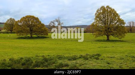 Die Schönheit der Landschaft der Cotswolds mit Weidefeldern und Wäldern, die vom Queen’s Garden in den Sudeley Castle Gardens, Gloucestershire, England, Großbritannien, aus gesehen werden. Stockfoto