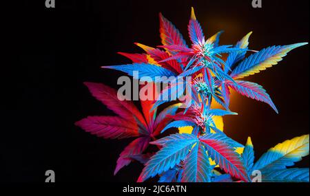 Ästhetisches Cannabis mit blauen und roten Blättern. Marihuana bunte Pflanze auf schwarzem Hintergrund. Marihuana-Banner für den Sommer. Schöne lustige Blüte Stockfoto