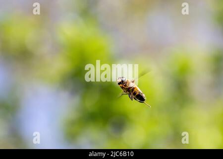 Ein Porträt von unten eines eristalis Tenax oder einer gewöhnlichen Drohnenfliege, die in der Luft schwebt. Das Insekt ist eine Schwebefliege und sieht ein bisschen wie eine Biene aus. Stockfoto