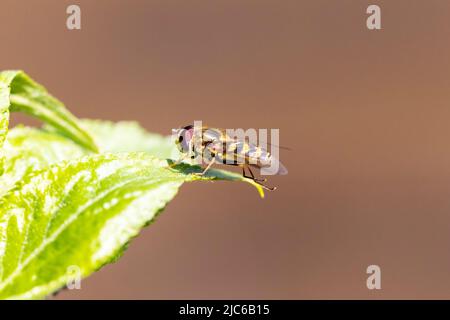 Ein Porträt einer Epistrophe grossulariae oder Syrphus Hoverfly. Das Insekt sitzt auf einem grünen Blatt in direktem Sonnenlicht in einem Garten. Stockfoto