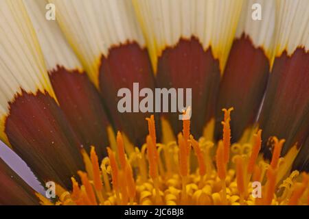 Makrobild der tatsächlichen Blüten der Gazania-Blume Stockfoto