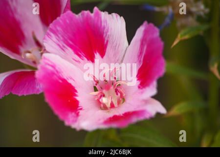 Ein Makrobild einer rosa-weißen Clarkia-Amoena Stockfoto