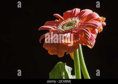 Nahaufnahme der Blume einer orangen Hybride von Gerbera jamesonii Stockfoto