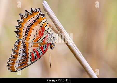 Tropischer Schmetterling Cethosia biblis hängt auf einem trockenen Grashalm, Thailand Stockfoto