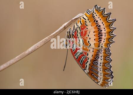 Tropischer Schmetterling Cethosia biblis hängt auf einem trockenen Grashalm, Thailand Stockfoto