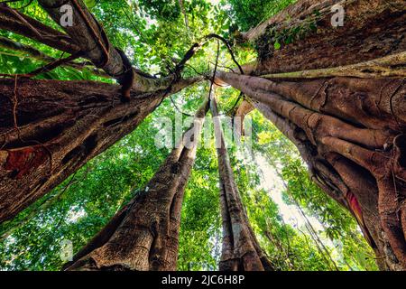 Dynamische Weitwinkelansicht in einem riesigen Feigenbaum eines tropischen Regenwaldes. Stockfoto
