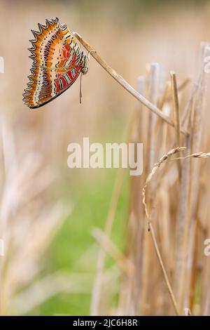 Tropischer Schmetterling Cethosia biblis hängt auf einem trockenen Grashalm, Thailand Stockfoto