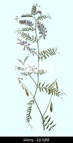 Vogel-Wicke, Vicia cracca, Historisch, digital restaurierte Reproduktion einer Vorlage aus dem 19. Jahrhundert / Vicia cracca, getuftete Vätzchen, Kuh-Vätzchen, Vogel-Vätzchen, blauer Vätzchen, boreal Vetch, historisch, digital verbesserte Reproduktion eines Originals aus dem 19.. Jahrhundert Stockfoto