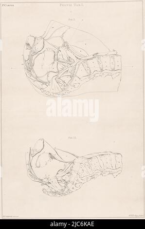 Anatomie des Beckens, mit Zahlen Becken Tab. I. Anatomie verschiedener Körperteile des Menschen (Serientitel), Druckerei: Jacob van der Schley, (auf Objekt erwähnt), Zeichner: Petrus Camper, (auf Objekt erwähnt), 1762, Papier, Radierung, Gravur, H 587 mm × B 390 mm Stockfoto