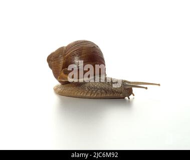 Helix pomatia.Traubenschnecke isoliert auf weißem Hintergrund. Makroaufnahme. Stockfoto