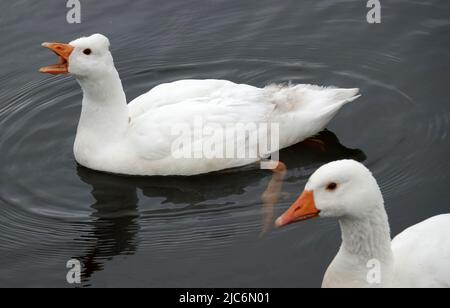 Eine holländische weiße Ente quackend. Vorne ist der Kopf einer weißen Gans sichtbar. Die Ente hat einen bauchigen Federkamm auf dem Hinterkopf. Das ist eine de Stockfoto