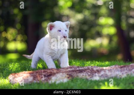 Ein Wüstenlöwenjunges sitzt auf dem Gras und will spielen. Stockfoto