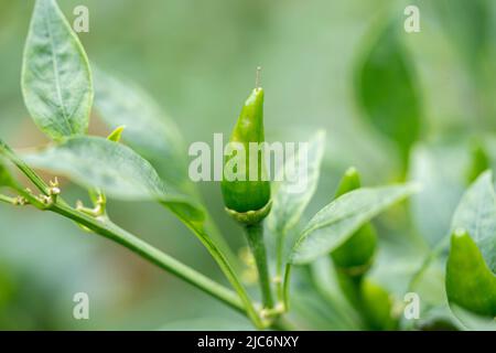 Grüne Chilischoten auf Chilischote. Kälter Baum mit frischen Chilies, die bereit sind, auf Gartenbaufarm angebaut zu ernten. Stockfoto