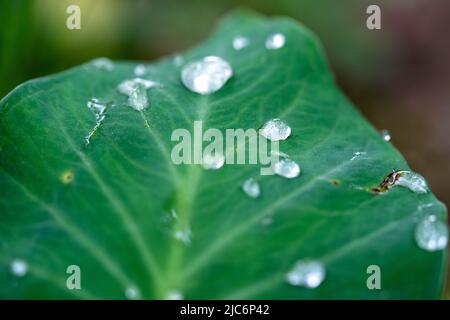 schönes Detail des Wassers sinkt auf Blatt - Makro-detail Stockfoto