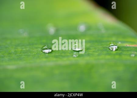 schönes Detail des Wassers sinkt auf Blatt - Makro-detail Stockfoto