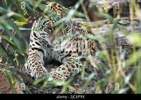 Jaguar liegt hinter Gras. Geflecktes Fell, getarnt lauert. Die große Katze ist ein Raubtier. Schauen Sie zum Betrachter. Tierfoto eines Jägers Stockfoto