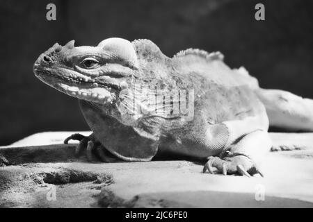 Große Leguan in schwarz und weiß auf einem Stein liegend. Dorniger Kamm und schuppige Haut. Tierfoto eines Reptils Stockfoto