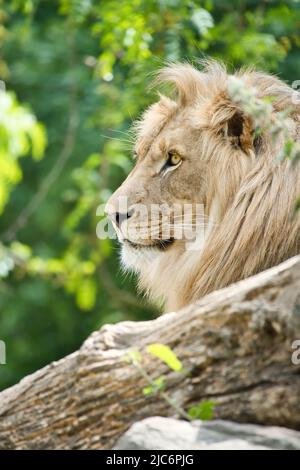 Löwe mit schöner Mähne, die auf einem Felsen liegt. Entspanntes Raubtier. Tierfoto der großen Katze. Stockfoto