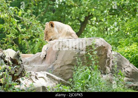 Löwin liegt auf einem Felsen. Entspanntes Raubtier, das in die Ferne blickt. Tierfoto der großen Katze. Stockfoto