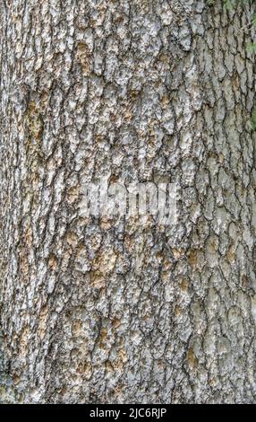 Rissige trockene Rinde eines alten Baumes mit Moos und Flechten, Pines, Eichen, Box Elder Stockfoto Stockfoto