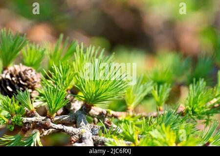 Lärche, wahrscheinlich japanische Lärche (larix kaempferi), Nahaufnahme mit frischen grünen Nadeln oder Blättern, die im Frühjahr aus einem Zweig des Baumes sprießen. Stockfoto